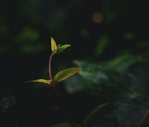 Preview wallpaper plant, leaves, stem, veins