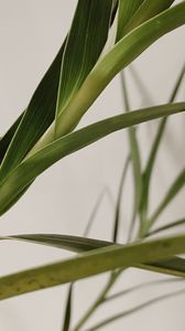 Preview wallpaper plant, leaves, stem, macro