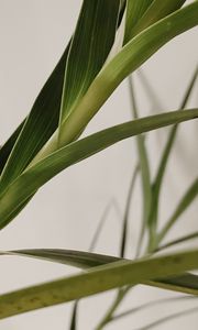 Preview wallpaper plant, leaves, stem, macro