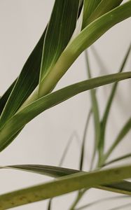 Preview wallpaper plant, leaves, stem, macro