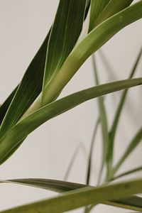 Preview wallpaper plant, leaves, stem, macro