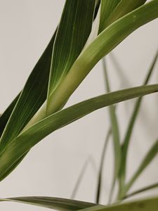 Preview wallpaper plant, leaves, stem, macro