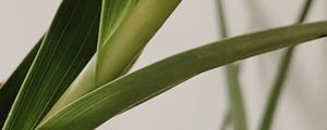 Preview wallpaper plant, leaves, stem, macro