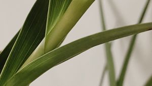 Preview wallpaper plant, leaves, stem, macro