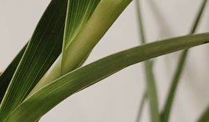 Preview wallpaper plant, leaves, stem, macro