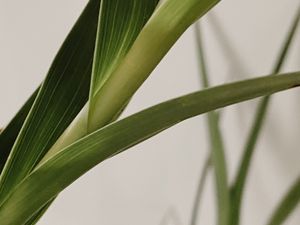 Preview wallpaper plant, leaves, stem, macro