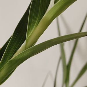 Preview wallpaper plant, leaves, stem, macro