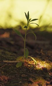 Preview wallpaper plant, leaves, stem, macro, blur
