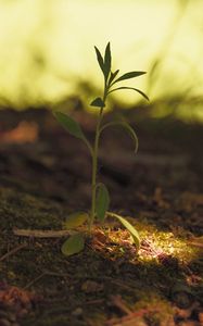 Preview wallpaper plant, leaves, stem, macro, blur