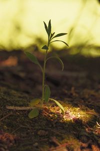 Preview wallpaper plant, leaves, stem, macro, blur