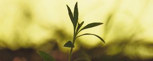 Preview wallpaper plant, leaves, stem, macro, blur