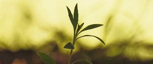 Preview wallpaper plant, leaves, stem, macro, blur