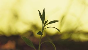 Preview wallpaper plant, leaves, stem, macro, blur