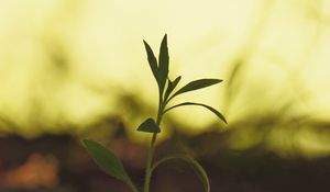 Preview wallpaper plant, leaves, stem, macro, blur