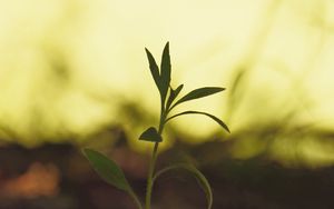 Preview wallpaper plant, leaves, stem, macro, blur