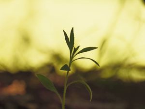 Preview wallpaper plant, leaves, stem, macro, blur