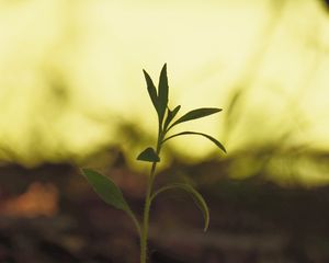 Preview wallpaper plant, leaves, stem, macro, blur