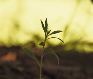 Preview wallpaper plant, leaves, stem, macro, blur