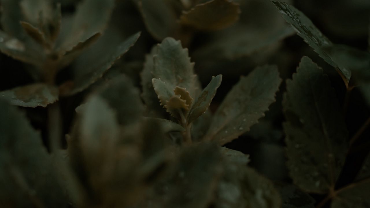 Wallpaper plant, leaves, stems, macro, green