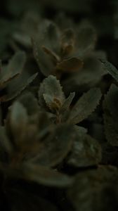 Preview wallpaper plant, leaves, stems, macro, green