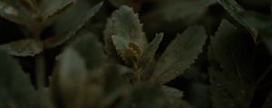 Preview wallpaper plant, leaves, stems, macro, green