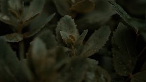 Preview wallpaper plant, leaves, stems, macro, green