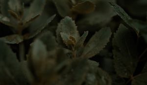 Preview wallpaper plant, leaves, stems, macro, green