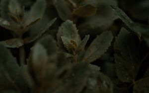 Preview wallpaper plant, leaves, stems, macro, green