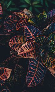 Preview wallpaper plant, leaves, striped, close-up