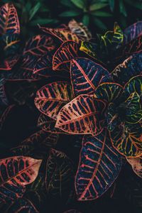 Preview wallpaper plant, leaves, striped, close-up
