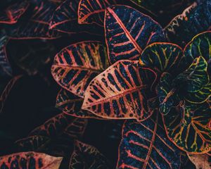 Preview wallpaper plant, leaves, striped, close-up