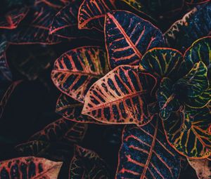 Preview wallpaper plant, leaves, striped, close-up