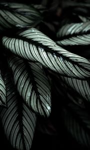 Preview wallpaper plant, leaves, striped, tropical