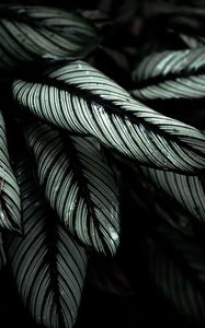 Preview wallpaper plant, leaves, striped, tropical