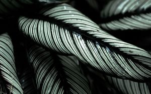 Preview wallpaper plant, leaves, striped, tropical
