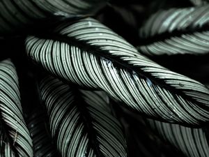 Preview wallpaper plant, leaves, striped, tropical