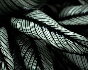 Preview wallpaper plant, leaves, striped, tropical