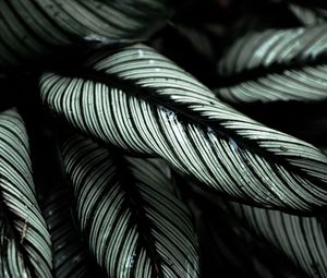 Preview wallpaper plant, leaves, striped, tropical