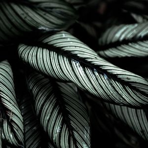 Preview wallpaper plant, leaves, striped, tropical