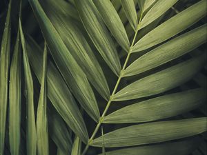 Preview wallpaper plant, leaves, stripes, macro