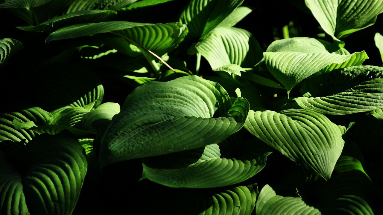 Wallpaper plant, leaves, stripes, macro, green