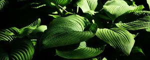 Preview wallpaper plant, leaves, stripes, macro, green