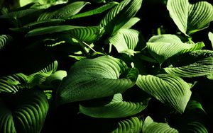 Preview wallpaper plant, leaves, stripes, macro, green