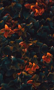 Preview wallpaper plant, leaves, surface, close-up
