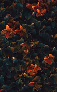 Preview wallpaper plant, leaves, surface, close-up