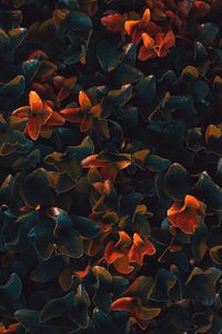 Preview wallpaper plant, leaves, surface, close-up