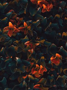 Preview wallpaper plant, leaves, surface, close-up