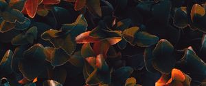 Preview wallpaper plant, leaves, surface, close-up