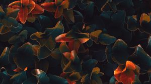 Preview wallpaper plant, leaves, surface, close-up