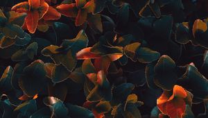 Preview wallpaper plant, leaves, surface, close-up